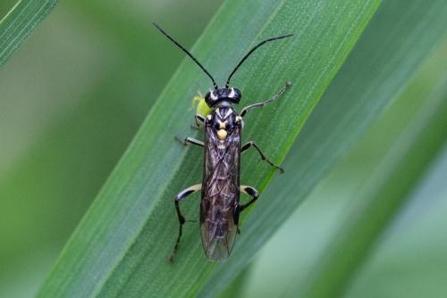 Réf. 214 771 : Pachyprotasis rapae